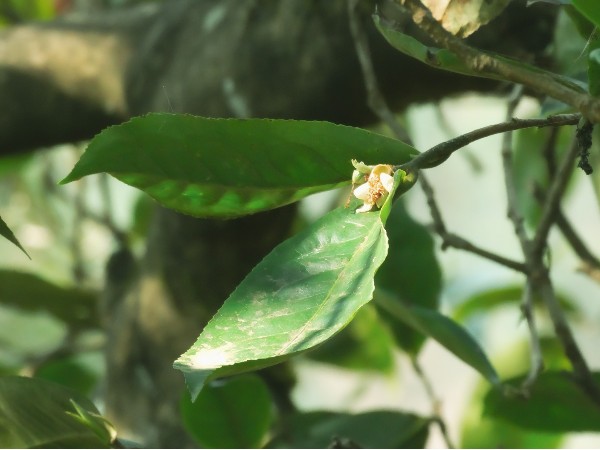 普洱茶