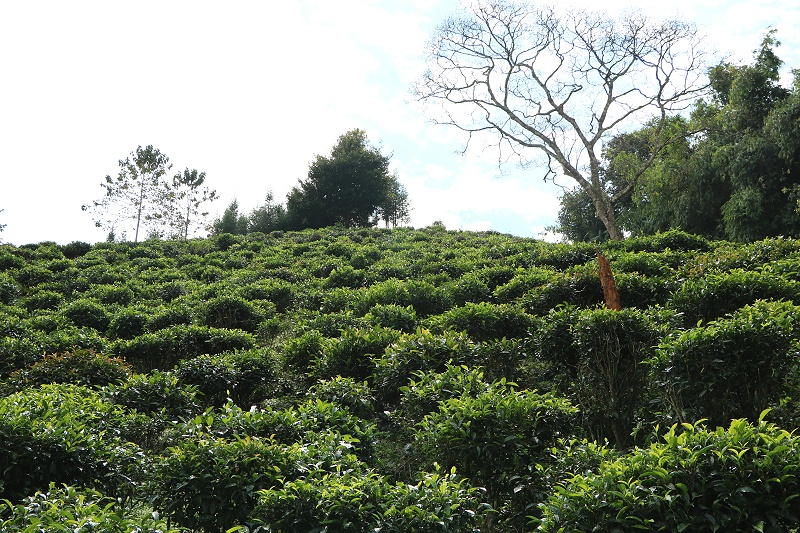 未用除草剂的茶园